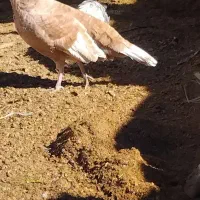 بوقلمون محلی|حیوانات مزرعه|سراوان, |دیوار