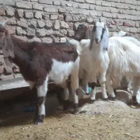 بزهای شیشک|حیوانات مزرعه|سیمین شهر, |دیوار