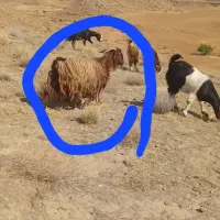 ۳۶۰۰۰۰۰۰|حیوانات مزرعه|آبدانان, |دیوار