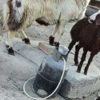 بره قوچ افشار پلنگی سالم و سرحال