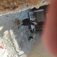 مرغ جوجه دار خورموج