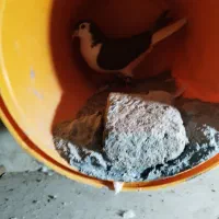 یک عدد کفتر ساده سرخ ماده