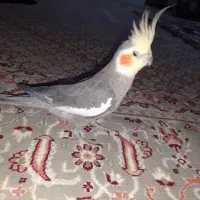 طوطی عروس هلندی|پرنده|سنندج, |دیوار