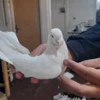 کبوتر گرفتنی نر