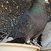 یک عدد کفتر زاغ