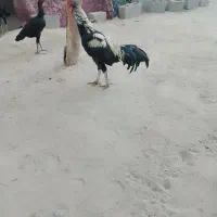 چهار عدد خروس