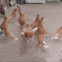 دمسفیدنروماده آث|پرنده|اقبالیه, |دیوار