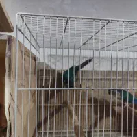 جفت های گرینچیک|پرنده|مشهد, مشکینی (شهرک غرب)|دیوار