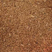 ۲۰تن گندم پیشگام|حراج|گیان, |دیوار