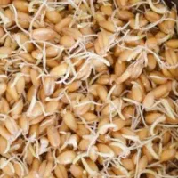 تولیدی جوانه گندم و هفت جوانه ارگانیک