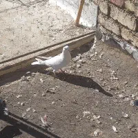 کفتر دم گیر و سینه ای|پرنده|خمینیشهر, |دیوار