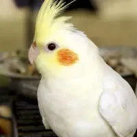 یک جفت عروس هلندی