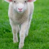 میش زایده بدون بره