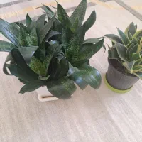 گل طبیعی|گل و گیاه طبیعی|سنندج, |دیوار