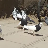 ۱۰عددکبوترتهرانی،جوین|پرنده|جغتای, |دیوار