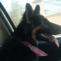 یه قلاده ماده هفت ماهه ژرمن شولاین|سگ|بندر امام خمینی, |دیوار