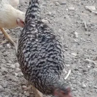 مرغ تخمی