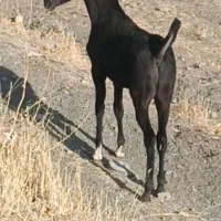 کره نریون|اسب و تجهیزات اسب‌سواری|حسین آباد, |دیوار