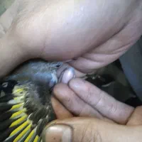 جوجه سهره نر بهاره|پرنده|رباطکریم, الارد|دیوار