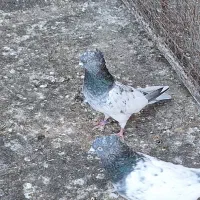 چکلی باشی گوی