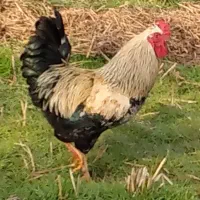 غاز،مرغ و خروس،اردک اسرائیلی|حیوانات مزرعه|سنگر, |دیوار