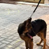 ف***سگ ژرمن شپرد ۵ ماه