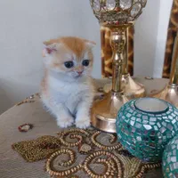 گربه گلد ان وای ۱۲ خانگی|گربه|تهران, توحید|دیوار