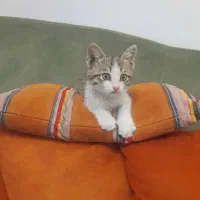 گربه