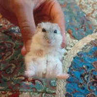 بچه همستر کمپل