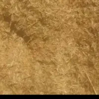 کاه گندم وجو