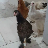 مرغ خروس جوجه امسالی برهما