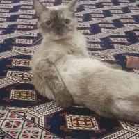 گربه ماده پرشین اسکاتیش|گربه|گنبد کاووس, |دیوار