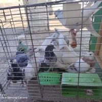 12 عدد کبوتر خوب