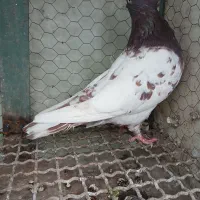 کله سینه|پرنده|مشهد, خرمشهر|دیوار