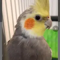 گمشده عروس هلندی معاوضه