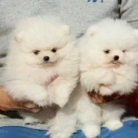 سگ پامر / سفید و نباتی / پامرانین خرسی|سگ|تهران, تهرانسر غربی|دیوار