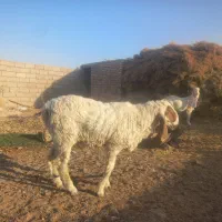 قوچ مری|حیوانات مزرعه|هامون, |دیوار