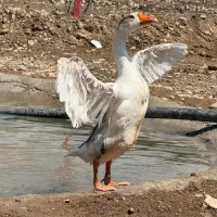 غاز اوکراینی نر و تعدادی تخم غاز اوکراینی