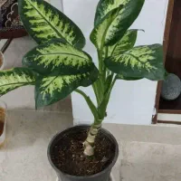 گل آپارتمانی|گل و گیاه طبیعی|یزد, |دیوار