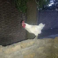 سه  تا خروس محلی