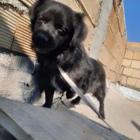 سگ پاکوتاه خانگی|سگ|تاکستان, |دیوار