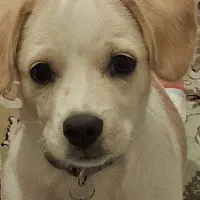 سگ اپارتمانی