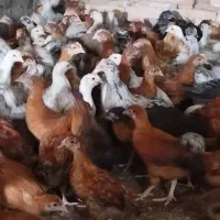 نیمچه محلی 50روزه گلپایگانی