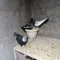 جفت گاه|پرنده|چناران, |دیوار