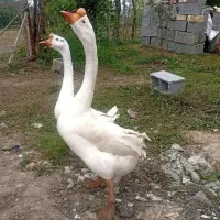 یک جفت قوغاز نر و ماده بزرگ