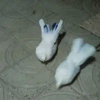 کفتر