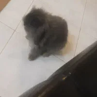 خرگوش لوپ رنگ بلو خاص جنسیت نر