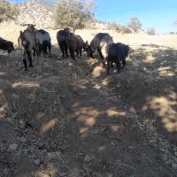 بز داشتی وکشتی|حیوانات مزرعه|شاهیوند, |دیوار