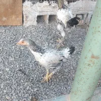 مرغ وخروس لاری|حیوانات مزرعه|خاوران, |دیوار