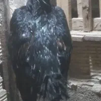 خروس  لاری اوشامو ومرغ برهما